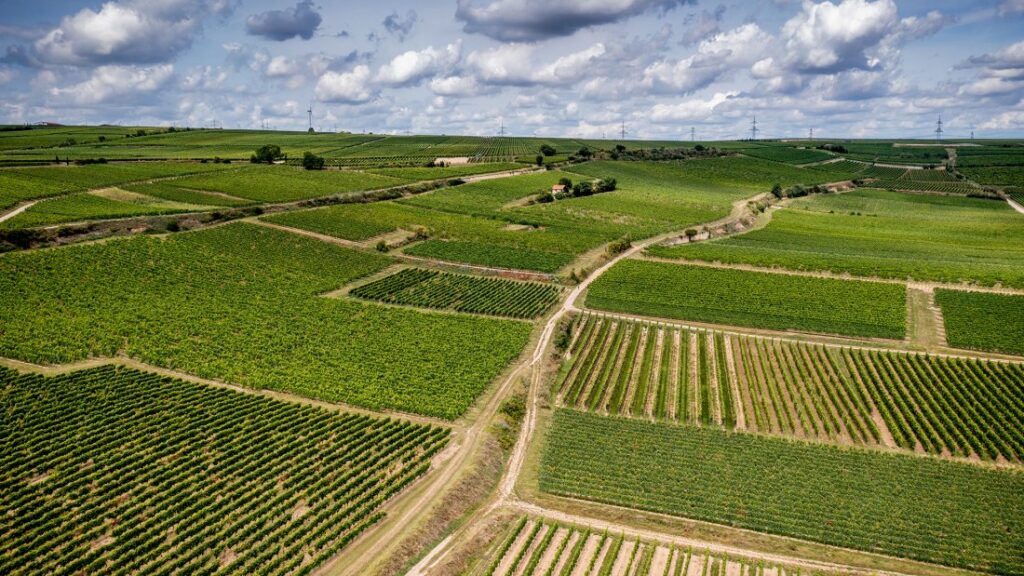 Weingut Groebe Riesling vitt vin KRAN.vin Weingut Groebe Riesling vitt vin KRAN.vin